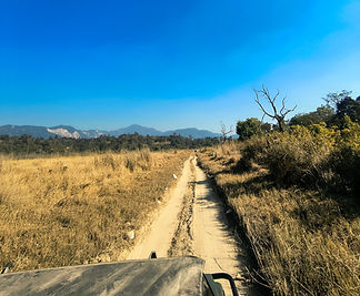 jungle with jeep